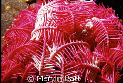 Really pretty HOT Pink Crinoid, have never seen this colo... by Marylin Batt 